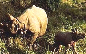 Hotel Gaida resort chitwan