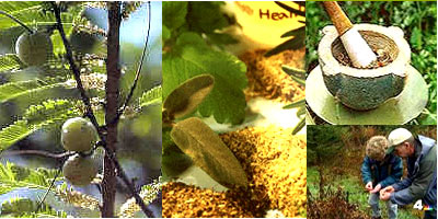 Medical Properties of Herbs / Spices