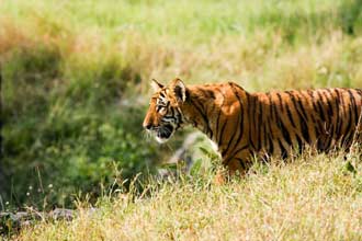 Taj Mahal Tour and tiger safari in India